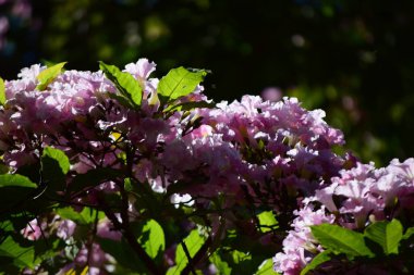 Bahçedeki güzel çiçekler
