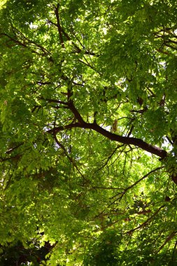 Ormandaki yeşil ağaç