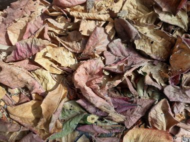 Sonbahar yaprakları, sonbahar yaprakları