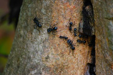 Bir ağaç dalındaki siyah karıncanın seçici odak noktası.