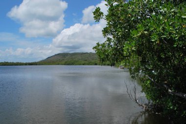Ormandaki nehrin güzel manzarası