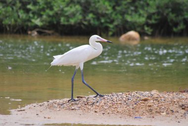 Suda beyaz bir balıkçıl