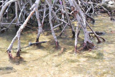 Tayland 'daki Mangrove Ormanı