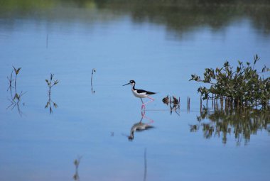 siyah stilt kuş (mantopus manmant )