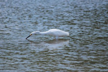Sudaki güzel beyaz balıkçıl