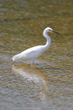Doğadaki güzel balıkçıl manzarası