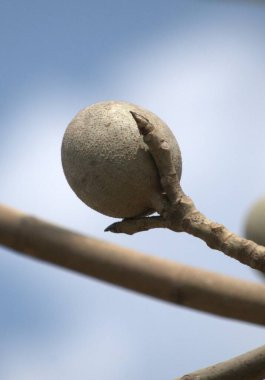 Şehir parkının güzel manzarası
