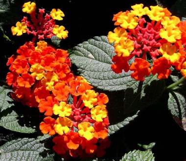 Bahçedeki güzel çiçekler