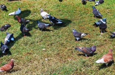 Parkta bir güvercin sürüsü