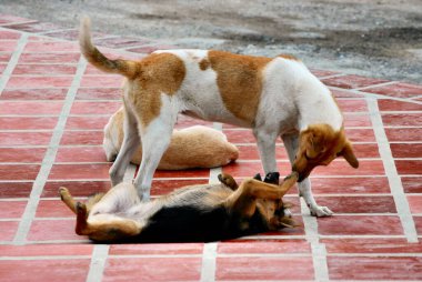 Sokakta kedi ve köpek