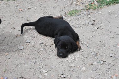 Doğada sevimli bir köpek