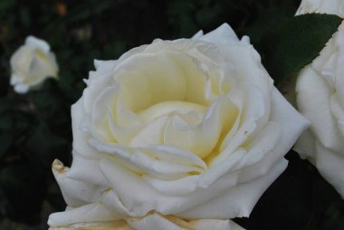 Bahçedeki beyaz gül