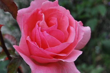 Bahçedeki güzel kırmızı gül