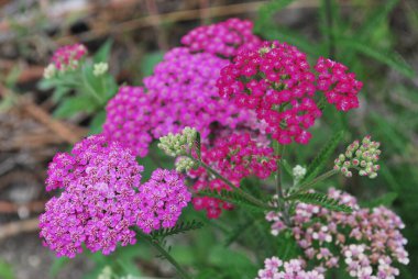 Bahçedeki güzel çiçekler