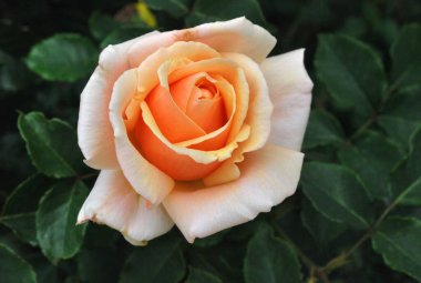 Güzel botanik fotoğrafı, doğal duvar kağıdı.