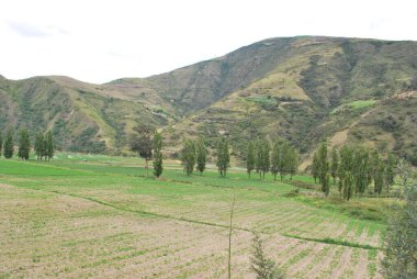 Dağlarda yeşil pirinç tarlaları