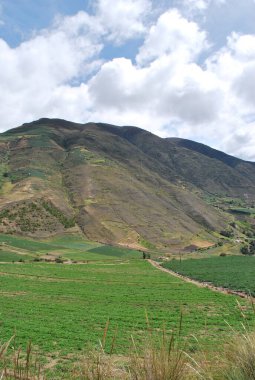 Arka planda yeşil çimenler ve dağlar