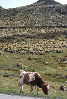 İspanya dağlarında otlayan bir inek sürüsü.