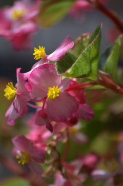 Bahçedeki güzel çiçekler