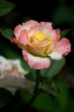 Bahçede güzel pembe bir gül