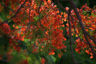 Sonbahar yaprakları, sonbahar bitkileri