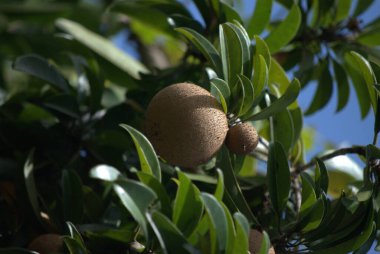 Yeşil yaprakları ve olgun portakalları olan bir ağaç dalına yakın.
