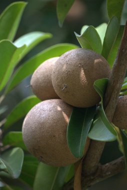 Lychees 'in yeşil meyvelerini yakın.