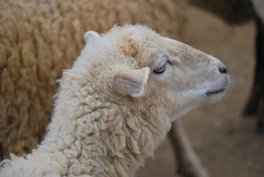 Koyun çiftliğinde yakın çekim