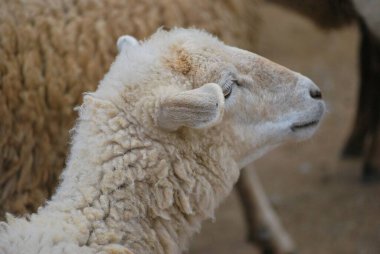 Otlaktaki beyaz koyun