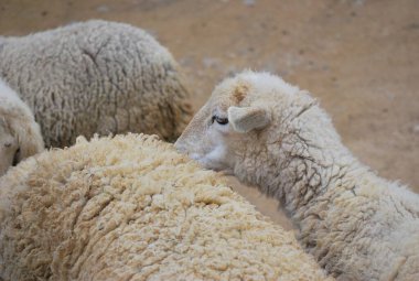 Çiftlikteki koyunlar
