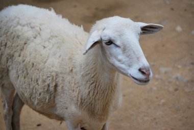 bir gruptaki beyaz keçi