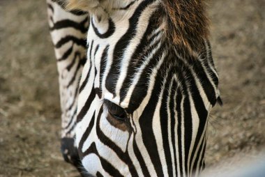 Zebra hayvanat bahçesinde