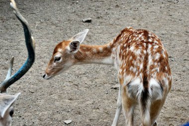 Bir geyiğin yakın çekimi.