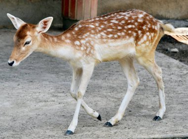 Ormandaki genç geyik, vahşi yaşam