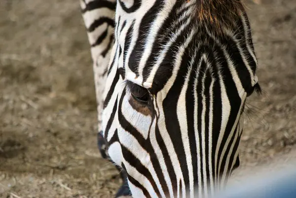 Zebra hayvanat bahçesinde
