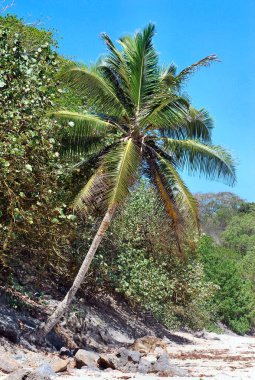 Palmiye ağaçları ve deniz