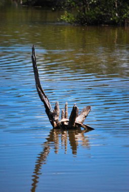 Güzel bir kuşun yakın çekimi.