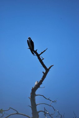 Ağaç dalındaki kuş