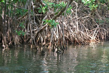Sudaki mangrov ağaçlarındaki mangrov ormanları.