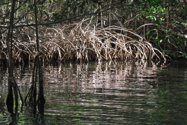 Ormandaki nehrin güzel manzarası