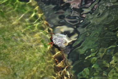 Sudaki bir balığa yaklaş.