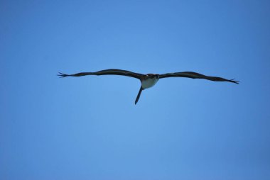 Martı gökyüzünde uçuyor.