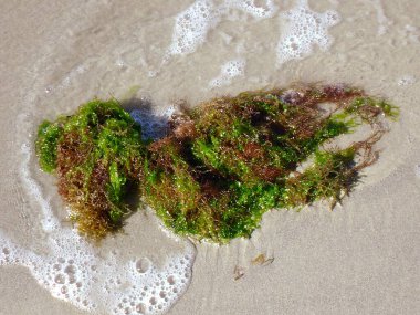 Sahilde yeşil yosun