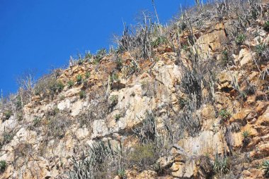 Kayalık dağ, doğa ve bitki örtüsü