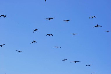 Mavi gökyüzünde uçan güvercin sürüsü