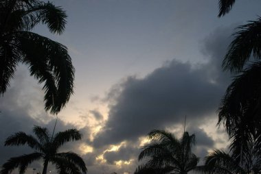 Sahilde palmiye ağacı