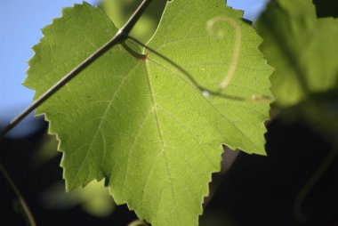 Bahçede yeşil yapraklar