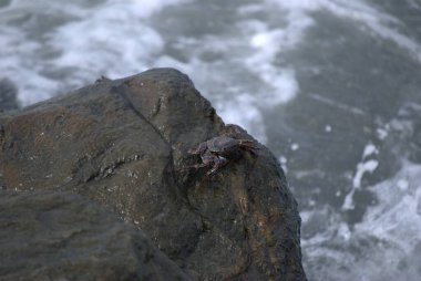 Sahilde deniz kabuğu