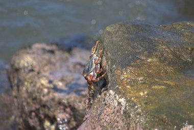 Yengecin yakın çekimi.