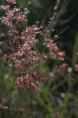 Kırmızı ve beyaz bir çiçeğe yaklaş